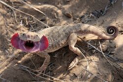 Phrynocephalus mystaceus.jpg