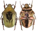 Protaetia (Netocia) fieberi fieberi.Dorsal&Ventral.jpg