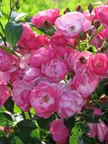 Rosa 'Angela' 01.JPG