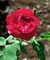 Rosa 'General Jacqueminot'.jpg