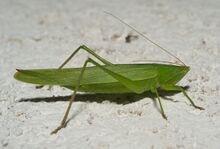 Ruspolia nitidula02.jpg