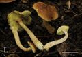 Aureoboletus (10.3897-mycokeys.61.47520) Figure 2L.jpg