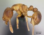 Baracidris sitra casent0006829 profile 1.jpg