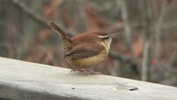 Carolina Wren 2.jpg