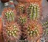 Copiapoa taltalensis 1.jpg
