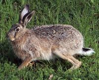 European hare.jpg