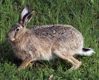 European hare.jpg