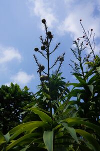 Fruit Dracaena Reflexa.JPG
