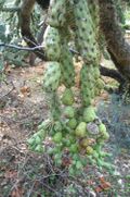 Jumping Cholla fruit.jpg