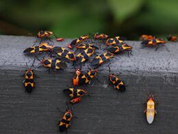 Large Milkweed Bug Oncopeltus fasciatus Bugs 2400px.jpg