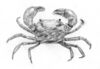 Mud crab