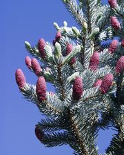 Picea pungens1.jpg