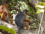 Piliocolobus temminckii 0004.jpg
