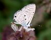 VB 050 Bright Babul Blue.jpg