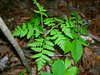 Botrychium virginianum.JPG