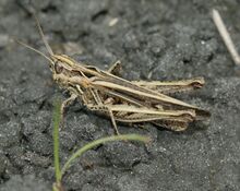 Chorthippus brunneus (Field grasshopper) - Flickr - S. Rae.jpg