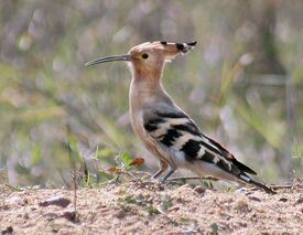 Common Hoopoe (Upapa epops) preening at Kolkata I2 IMG 6985.jpg