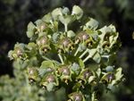 Euphorbia characias RJB.jpg
