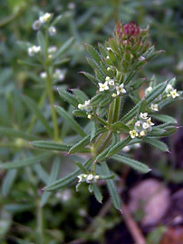 Galium aparine Flower Closeup SierraMadrona.jpg