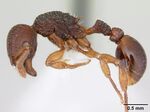 Hylomyrma balzani casent0173968 profile 1.jpg