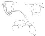 Ilemomyrmex caecus Wilson 1985a.png