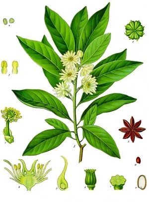 Illicium anisatum - Köhler–s Medizinal-Pflanzen-075.jpg