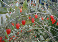 Lycium-barbarum-fruits.JPG