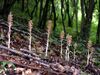 Neottia nidus-avis Saarland 010.jpg
