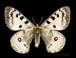 Parnassius apollo MHNT CUT 2013 3 3 male Porté-Puymorens dos.jpg