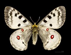 Parnassius apollo MHNT CUT 2013 3 3 male Porté-Puymorens dos.jpg