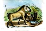 PhacochoerusAethiopicusWolf.jpg