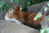 Sleeping Dhole.jpg