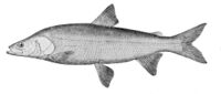 Stenodus nelma.jpg