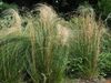Stipa sp 2-OB9.jpg