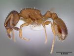 Temnothorax tuberum casent0008636 profile 1.jpg