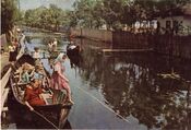 Вилково, Дунайские плавни 1962 г.JPG
