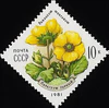 Почтовая марка СССР № 5194. 1981. Цветы украинских Карпат.jpg