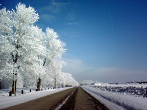 Air Hoar Frost 2008-02-07.jpg