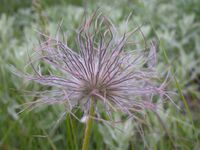 Anemone patens (3647087392).jpg