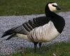 Branta leucopsis 1.jpg