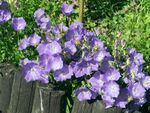 Campanula carpatica a2.jpg