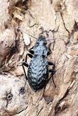 Carabus variolosus Kuziy.jpg
