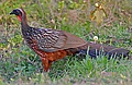 Chestnut-bellied Guan (Penelope ochrogaster) (30850197103).jpg