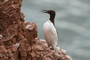 Common guillemot (Uria aalge), Heligoland.jpg