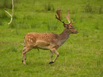 Fallow deer in field.jpg