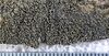 Fuscopannaria confusa 12339.jpg