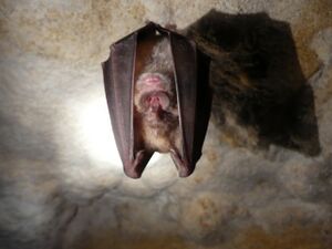 Grand Rhinolophe 2.jpg