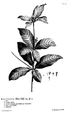Hortus Cliffortianus Rauvolfia.png