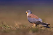 Lesser Kestrel (Male).jpg