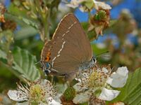 Lycaenidae - Satyrium spini-1.JPG
